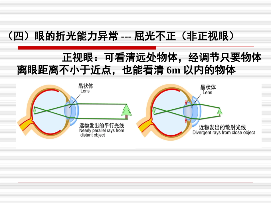 《眼的视觉功能》_第12页