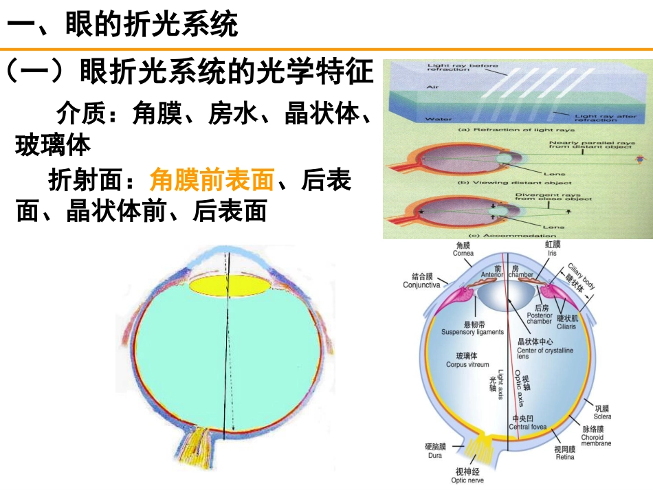 《眼的视觉功能》_第2页