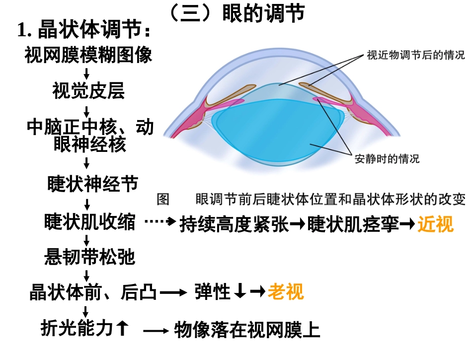 《眼的视觉功能》_第7页