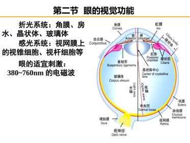 《眼的视觉功能》