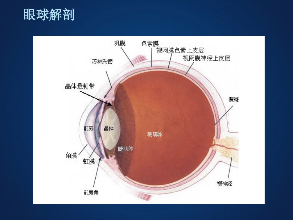 《眼科学》眼表疾病、角膜病_第3页