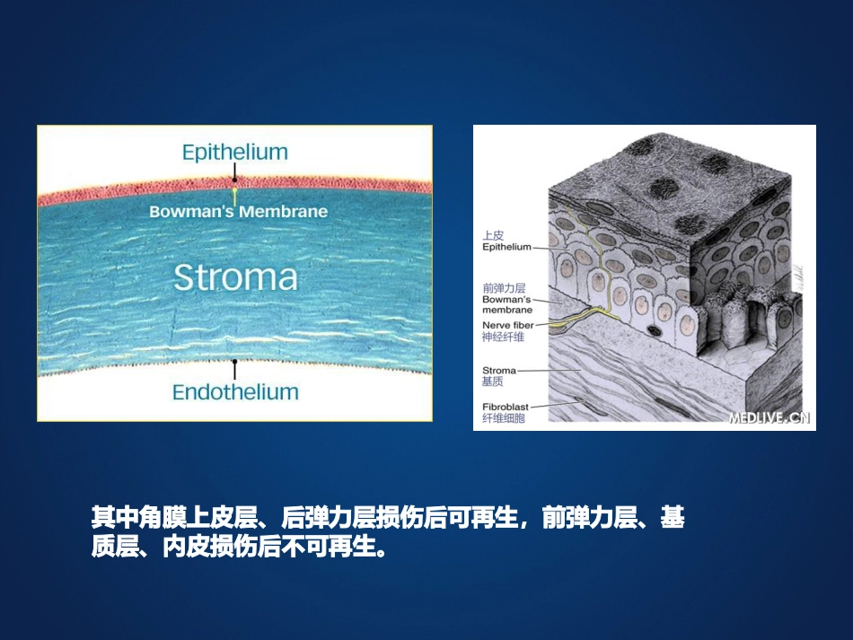 《眼科学》眼表疾病、角膜病_第7页