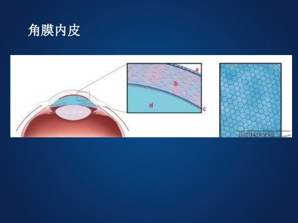《眼科学》眼表疾病、角膜病_第8页