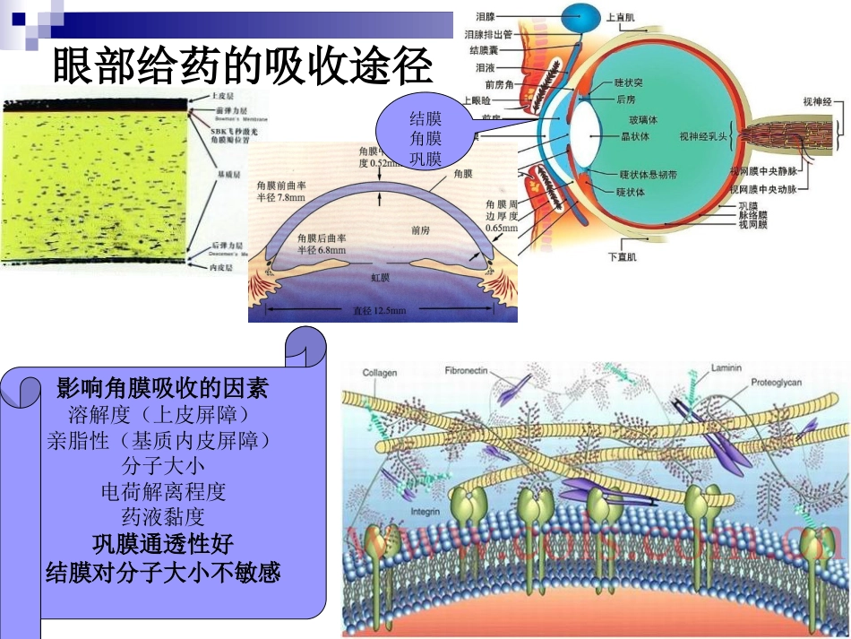 眼科临床常用眼药水_第2页