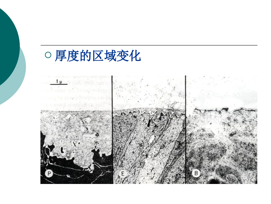 玻璃体病基础与临床_第12页