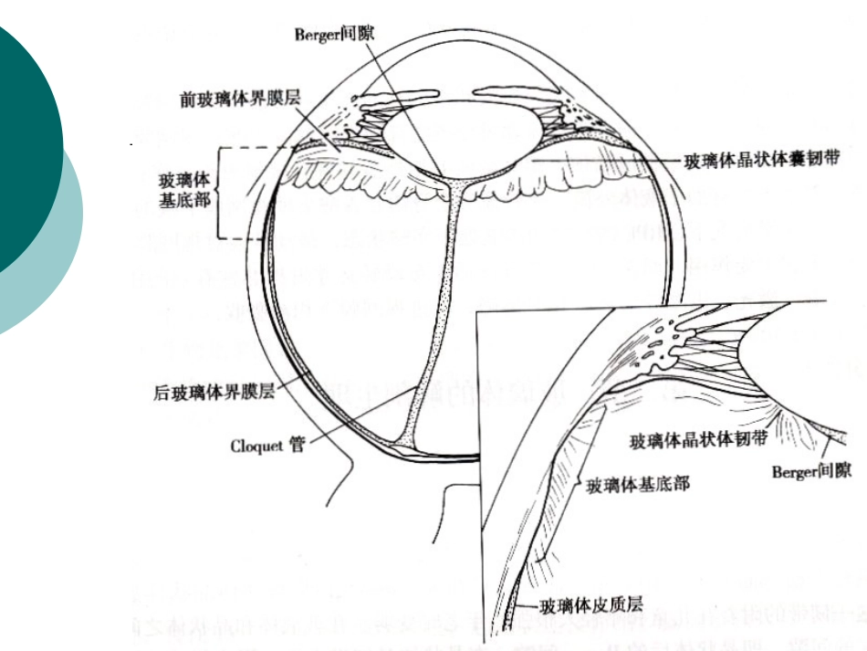 玻璃体病基础与临床_第7页