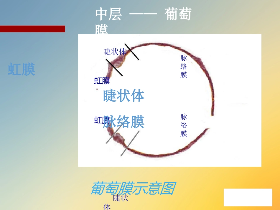 点眼药水_第15页