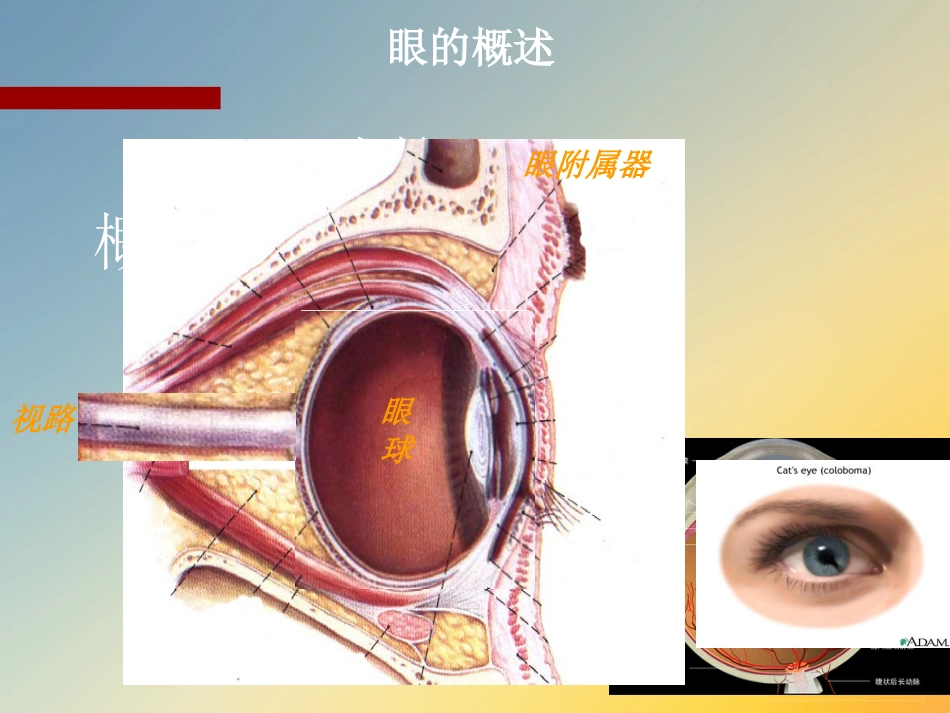 点眼药水_第3页