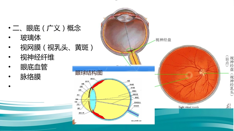 常见眼底病基础知识_第3页