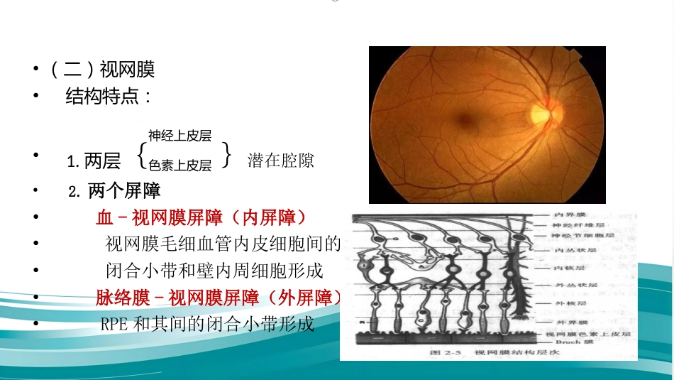 常见眼底病基础知识_第6页