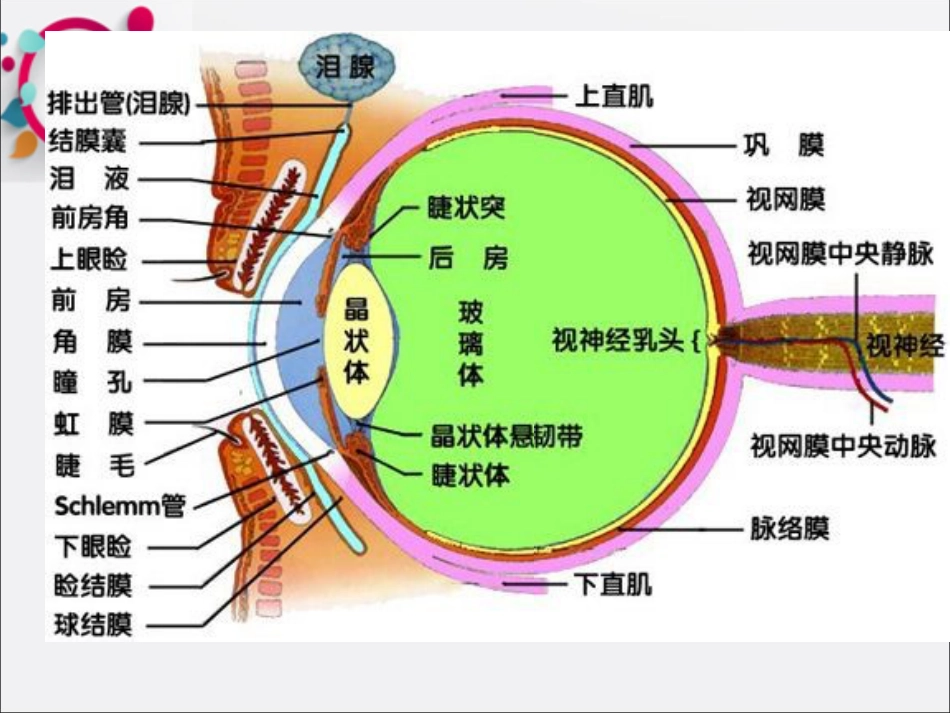 《眼科基础知识》 (1)_第5页