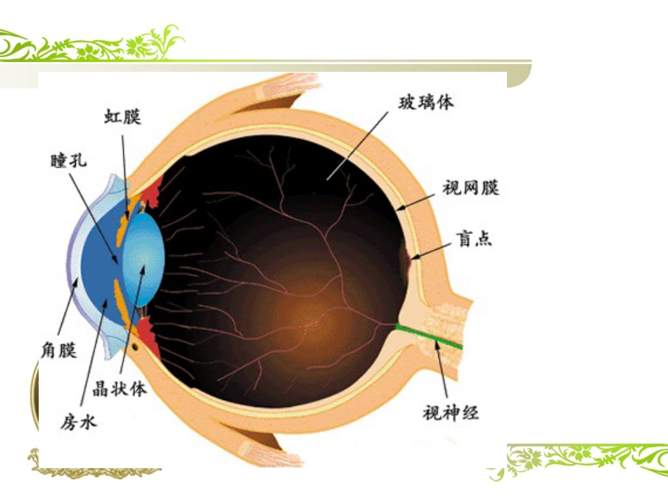 白内障(1)_第2页