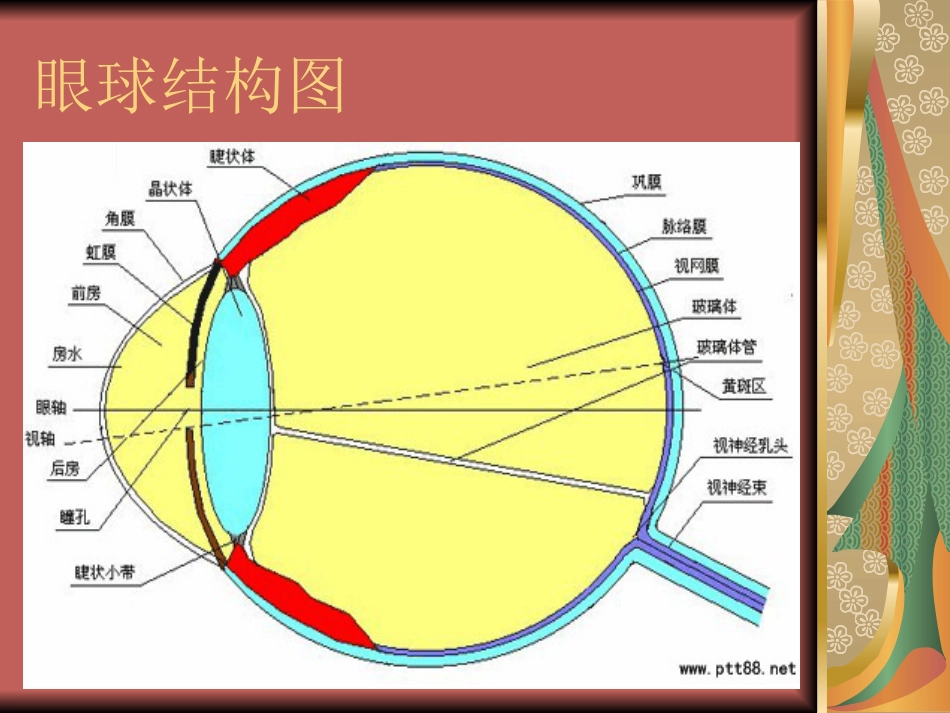 玻璃体疾病(1)_第2页