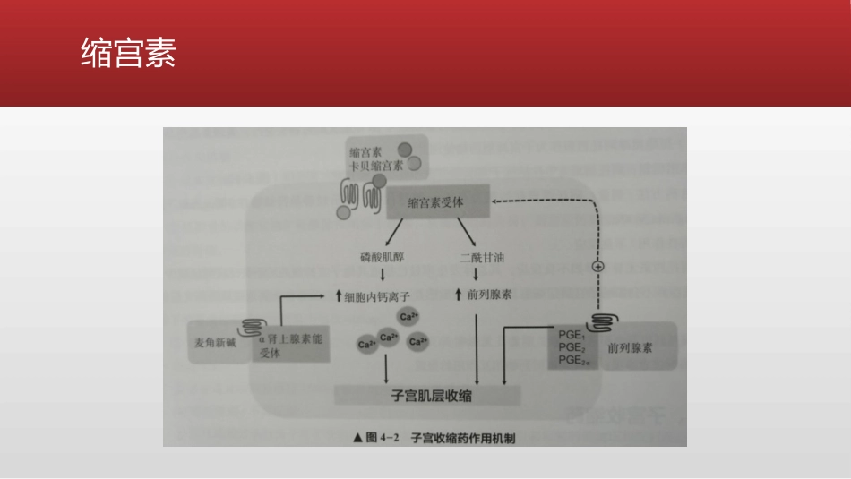 产科麻醉中的专用止血药详解_第11页