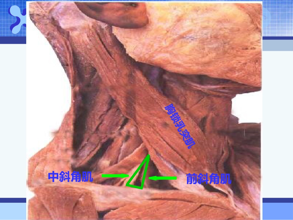 《麻醉药理学》PPT课件_第8页