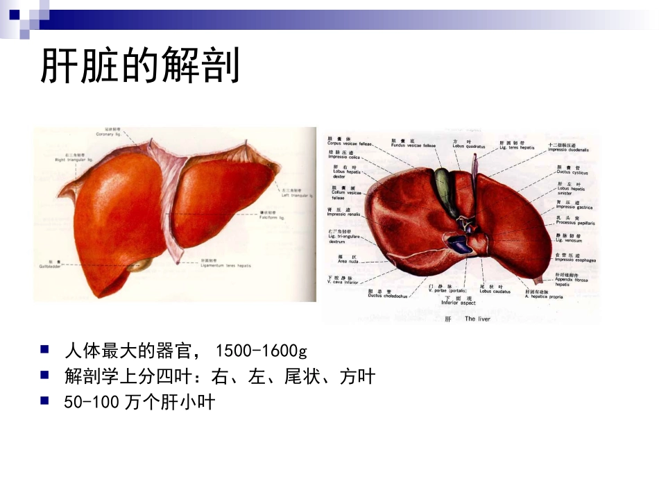 麻醉与肝脏_第3页