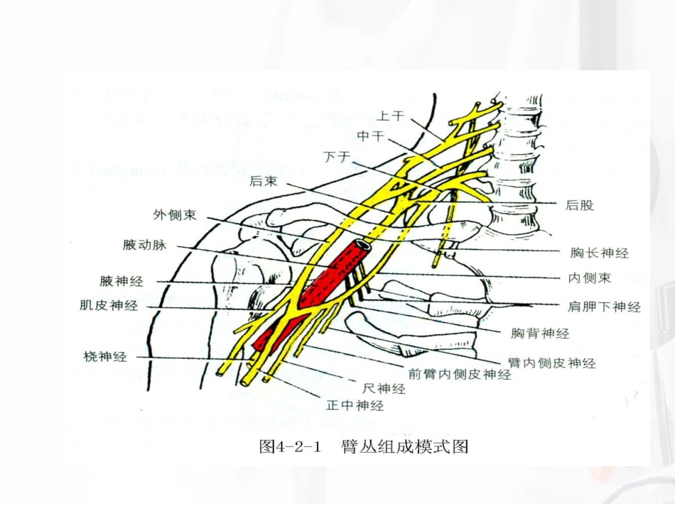 臂丛神经阻滞麻醉_第5页