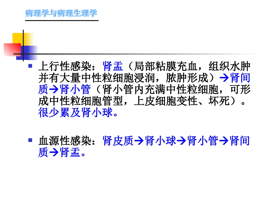 肾内科-肾盂肾炎1_第12页