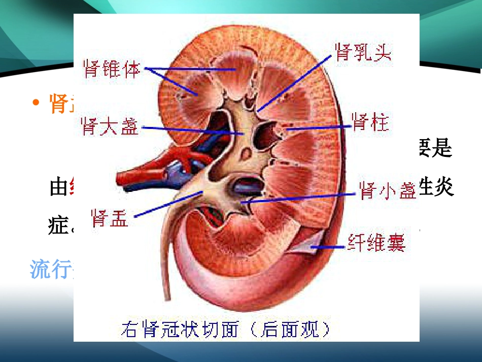 肾内科-肾盂肾炎2_第5页