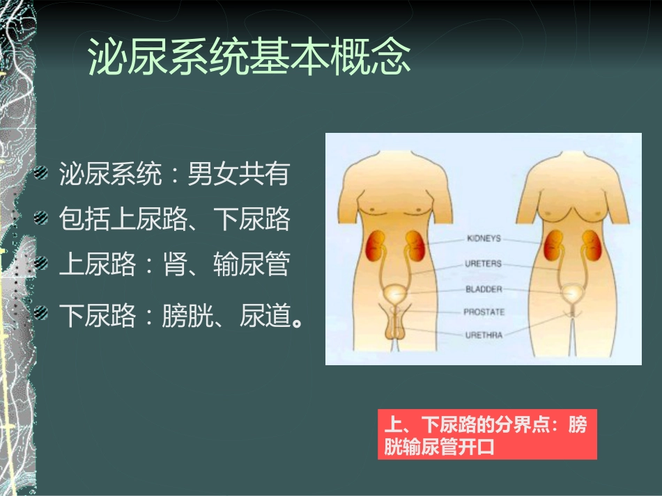 《泌尿系感染》_第4页