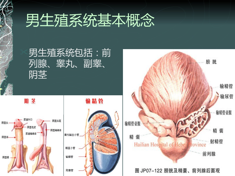 《泌尿系感染》_第5页