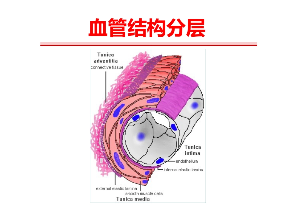 《系统性血管炎》_第2页