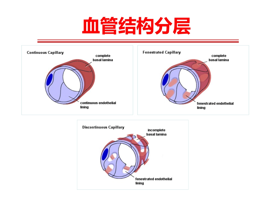 《系统性血管炎》_第5页