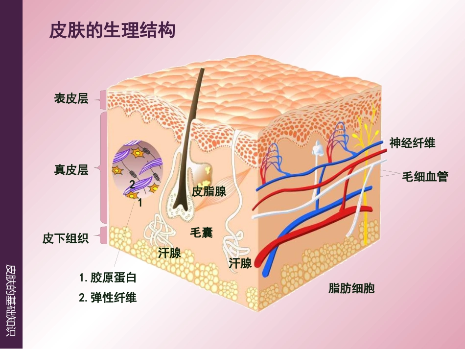 《皮肤的基础知识》_第3页