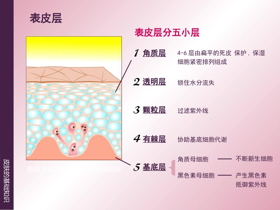 《皮肤的基础知识》_第4页