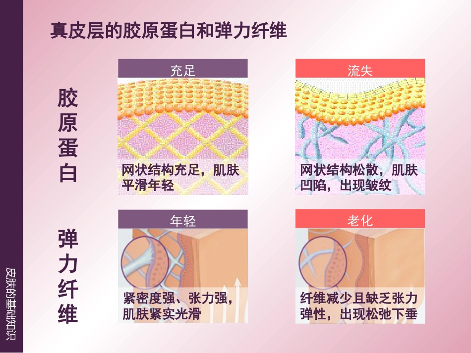 《皮肤的基础知识》_第6页