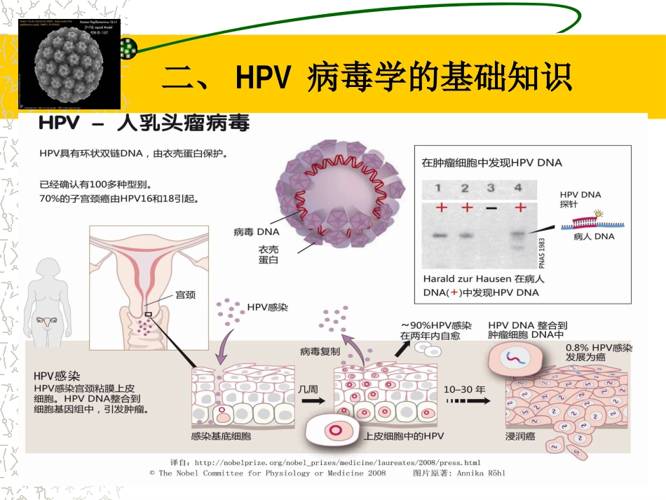 HPV感染治疗的临床管理路径3ppt【64页】_第6页