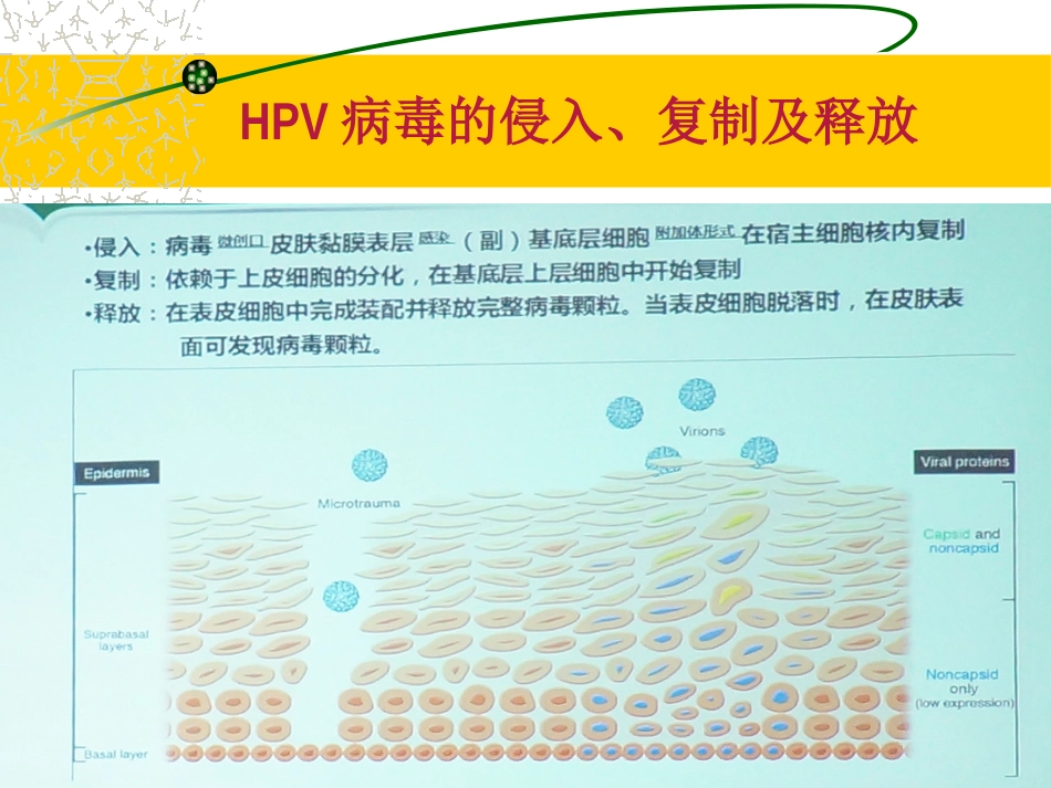 HPV感染治疗的临床管理路径3ppt【64页】_第8页
