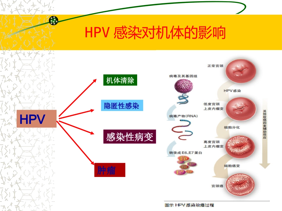 HPV感染治疗的临床管理路径3ppt【64页】_第9页