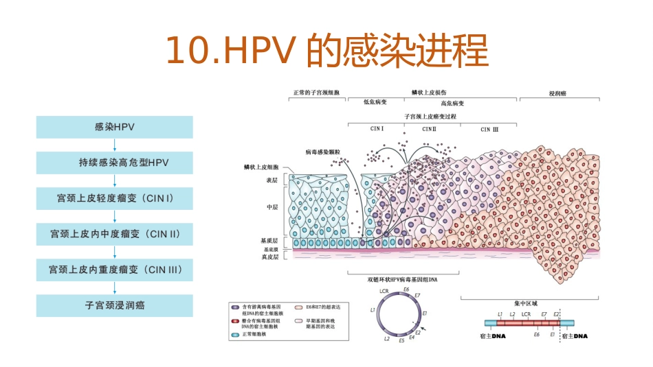 宫颈癌和HPV的介绍及其关系【18页】_第12页