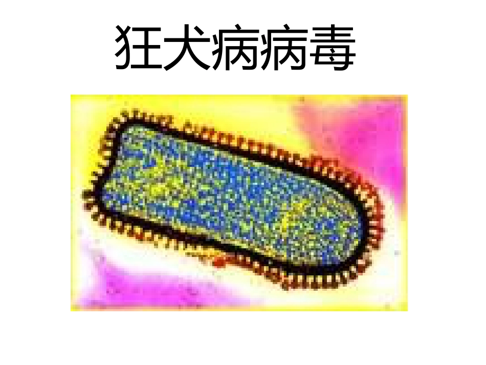 狂犬病病毒【18页】_第1页
