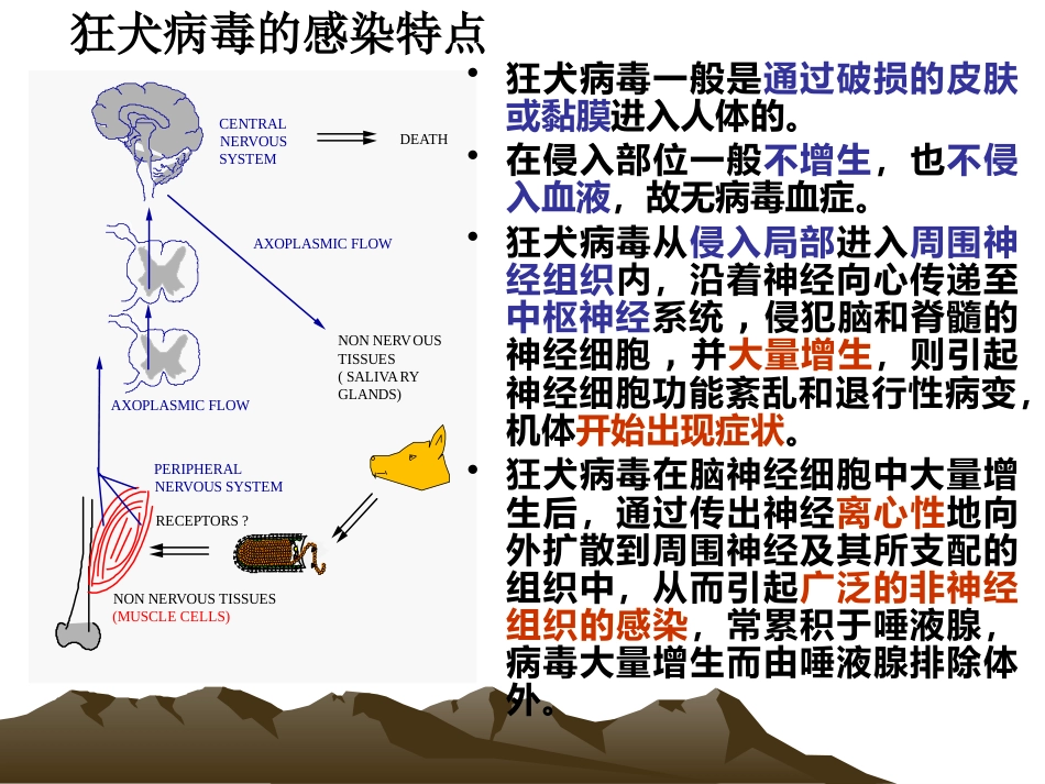狂犬病病毒【18页】_第10页