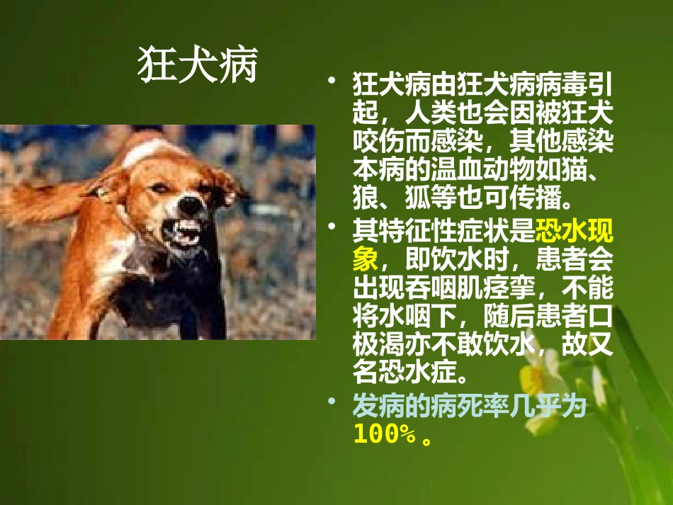 狂犬病病毒【18页】_第2页