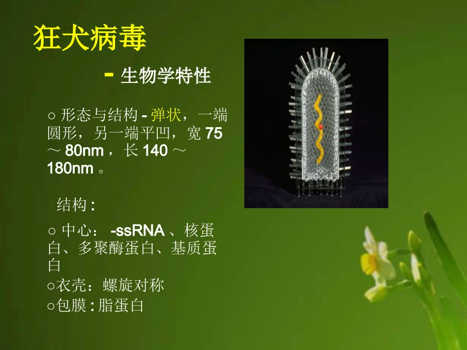 狂犬病病毒【18页】_第7页