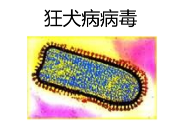 狂犬病病毒【18页】