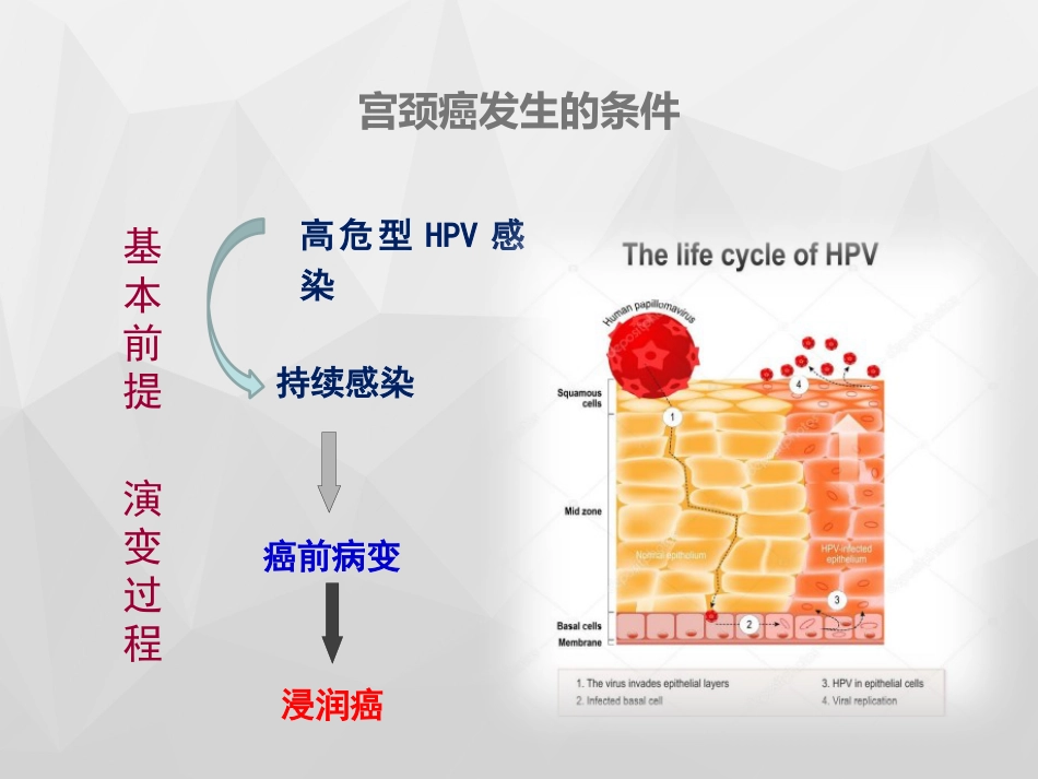 HPV与宫颈癌x【18页】_第10页