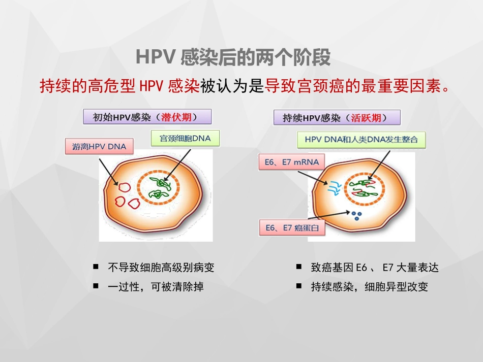 HPV与宫颈癌x【18页】_第11页