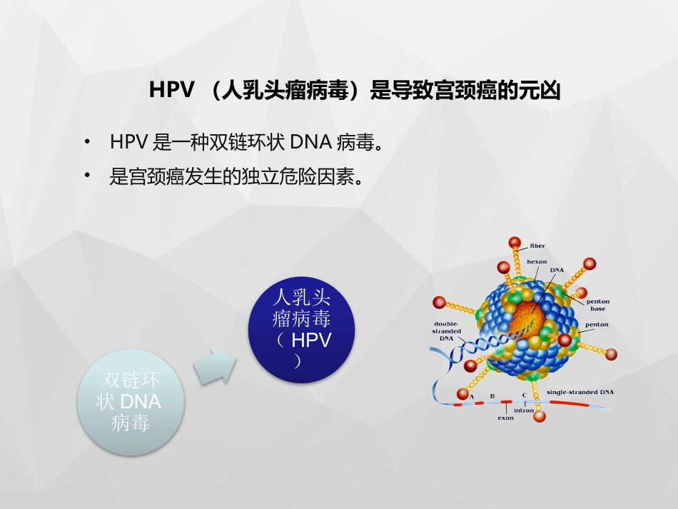 HPV与宫颈癌x【18页】_第4页