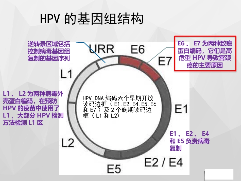 HPV与宫颈癌x【18页】_第5页
