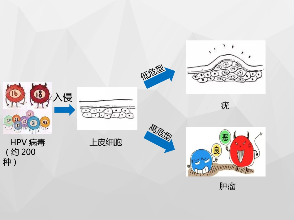 HPV与宫颈癌x【18页】_第7页