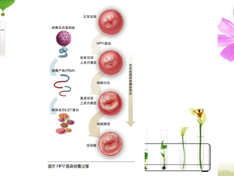 HPV感染与宫颈癌【19页】_第12页