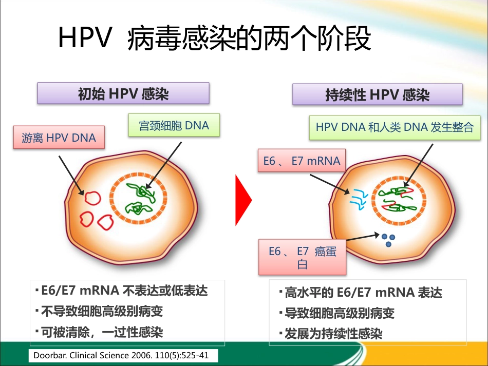 HPV与宫颈癌的关系x【21页】_第11页