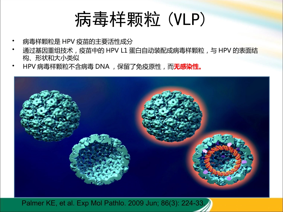 HPV与宫颈癌的关系x【21页】_第15页
