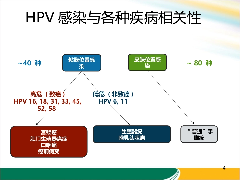 HPV与宫颈癌的关系x【21页】_第4页