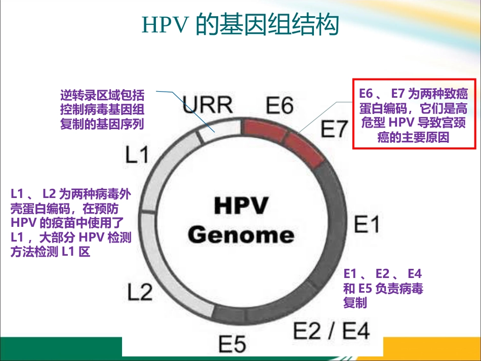 HPV与宫颈癌的关系x【21页】_第6页