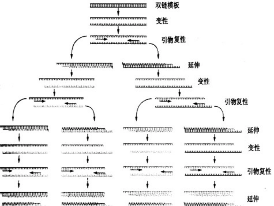 分子医学技能：分子医学技能-实验二PCR试剂盒检测HBV DNA【24页】_第8页